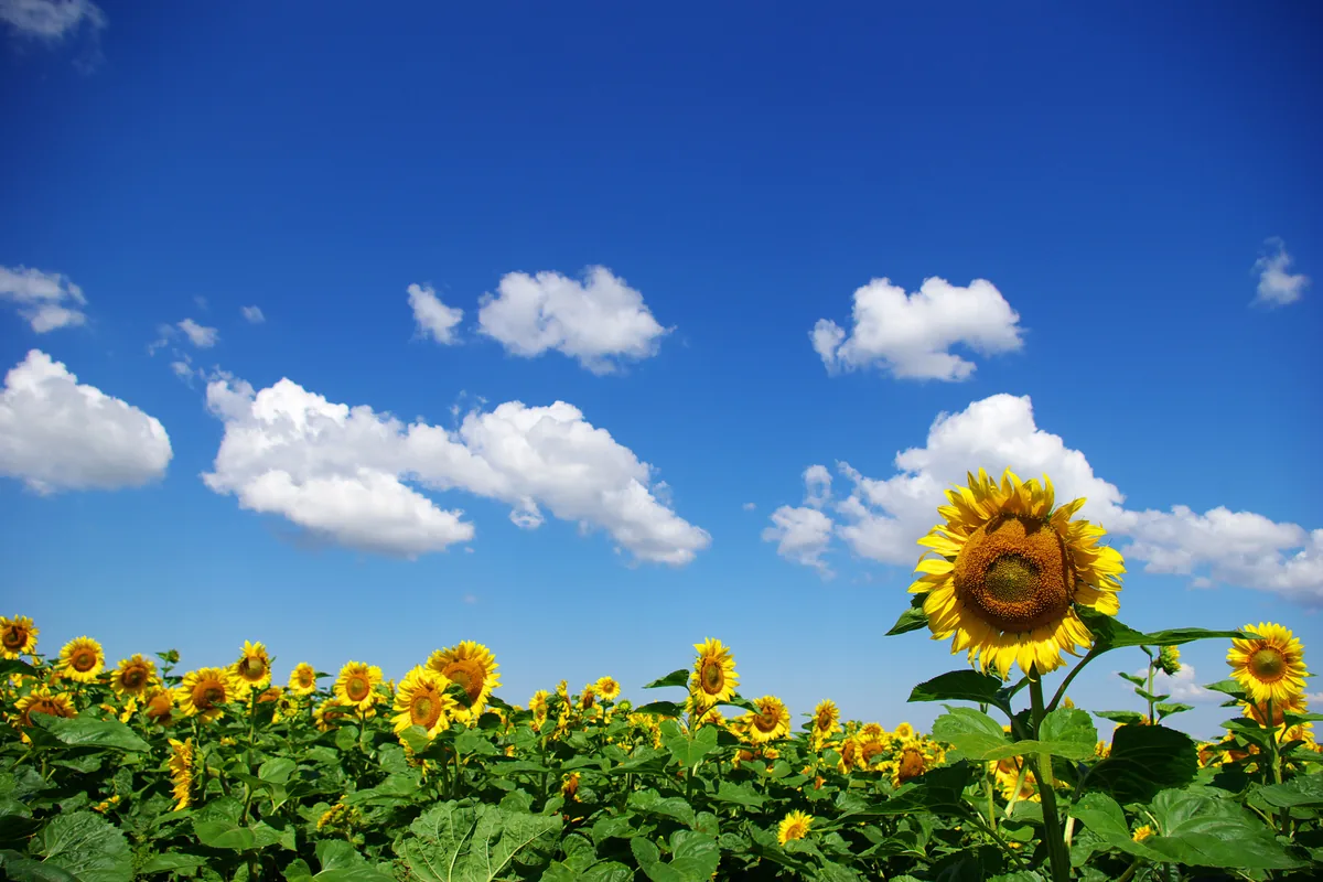 Sunflower field under a blue sky in the colors of the Ukrainian flag